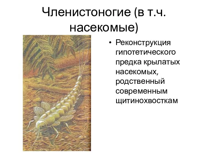 Членистоногие (в т.ч. насекомые) Реконструкция гипотетического предка крылатых насекомых, родственный современным щитинохвосткам