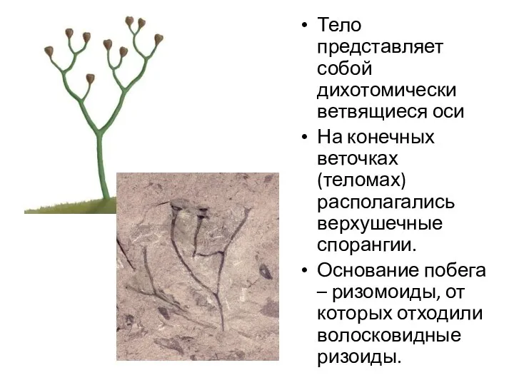 Тело представляет собой дихотомически ветвящиеся оси На конечных веточках (теломах) располагались