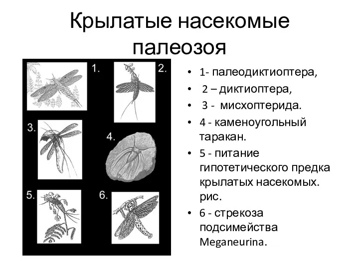 Крылатые насекомые палеозоя 1- палеодиктиоптера, 2 – диктиоптера, 3 - мисхоптерида.