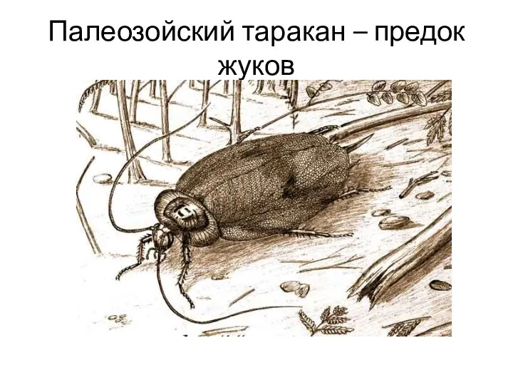 Палеозойский таракан – предок жуков