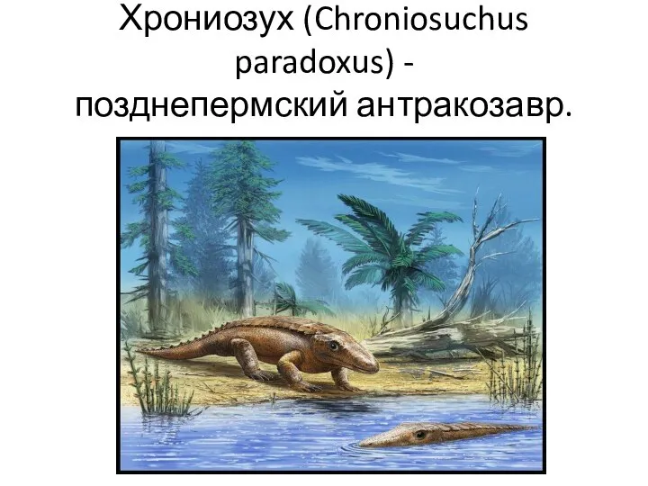 Хрониозух (Chroniosuchus paradoxus) - позднепермский антракозавр.