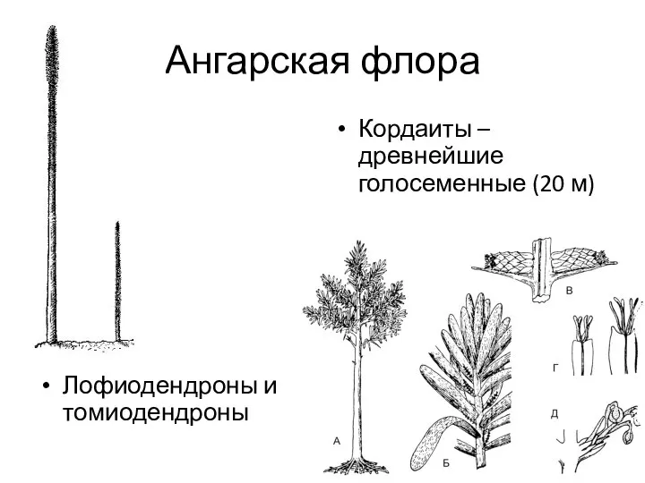 Ангарская флора Лофиодендроны и томиодендроны Кордаиты – древнейшие голосеменные (20 м)