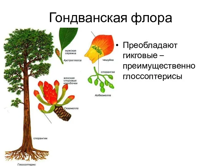 Гондванская флора Преобладают гикговые – преимущественно глоссоптерисы