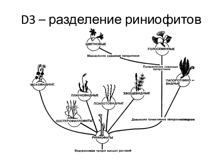 D3 – разделение риниофитов