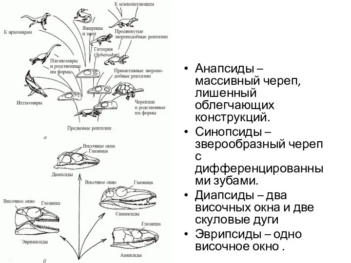 Анапсиды – массивный череп, лишенный облегчающих конструкций. Синопсиды – зверообразный череп