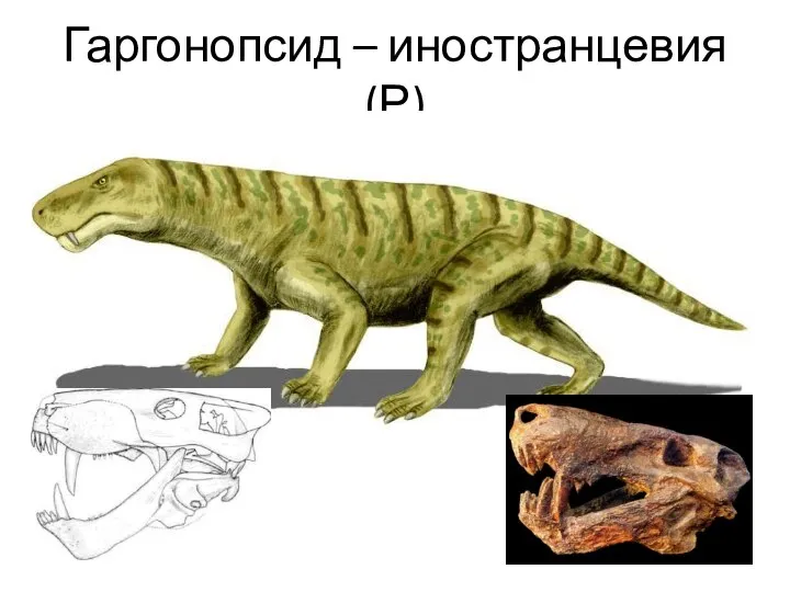 Гаргонопсид – иностранцевия (Р)