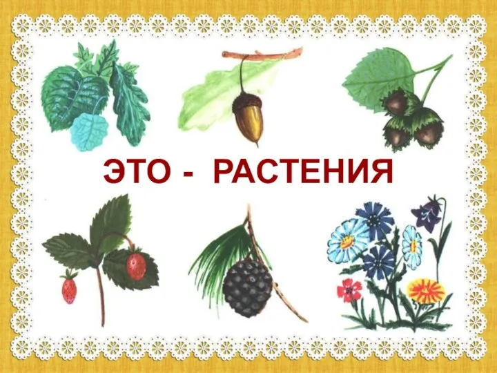 ЭТО - РАСТЕНИЯ