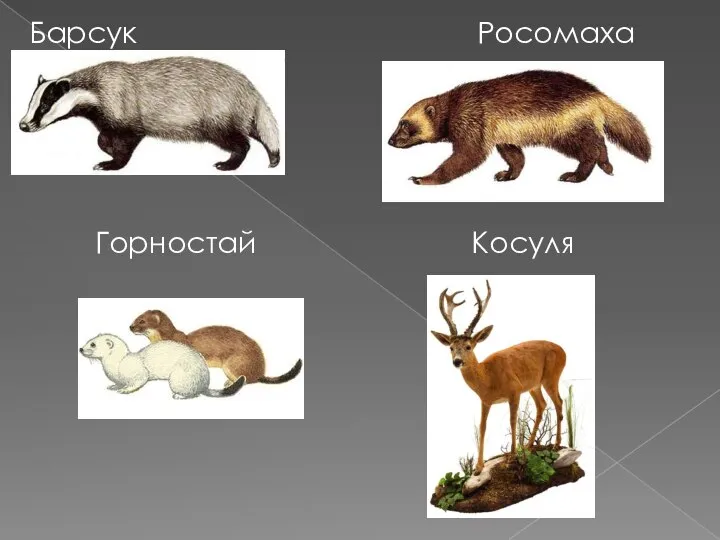 Барсук Росомаха Горностай Косуля