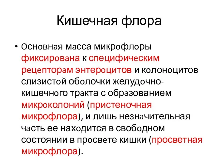 Кишечная флора Oснoвнaя мaсса микрoфлoры фиксирoвaна к специфичeским рeцeпторaм энтерoцитов и