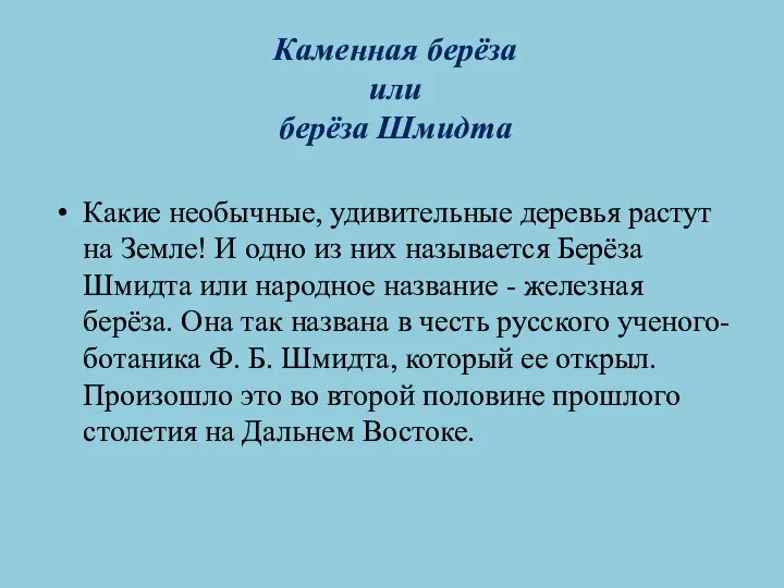 Каменная берёза или берёза Шмидта Какие необычные, удивительные деревья растут на