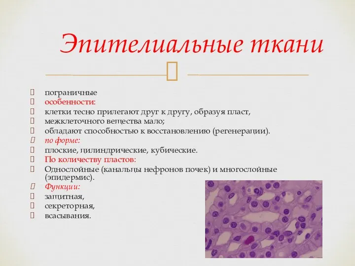 пограничные особенности: клетки тесно прилегают друг к другу, образуя пласт, межклеточного