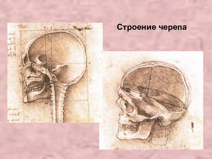 Строение черепа