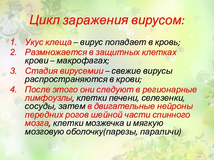 Цикл заражения вирусом: Укус клеща – вирус попадает в кровь; Размножается