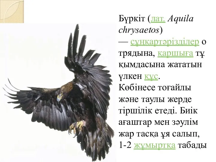 Бүркіт (лат. Aquila chrysaetos) — сұңқартәрізділер отрядына, қаршыға тұқымдасына жататын үлкен