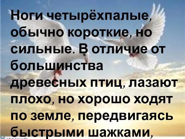 Ноги четырёхпалые, обычно короткие, но сильные. В отличие от большинства древесных