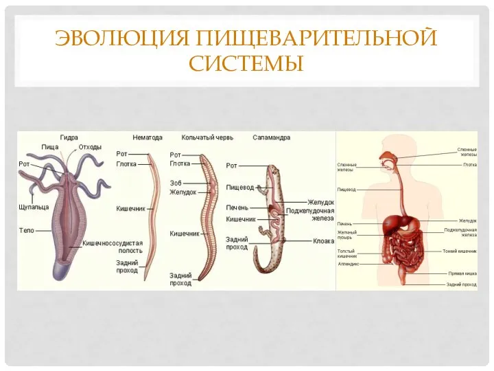 ЭВОЛЮЦИЯ ПИЩЕВАРИТЕЛЬНОЙ СИСТЕМЫ