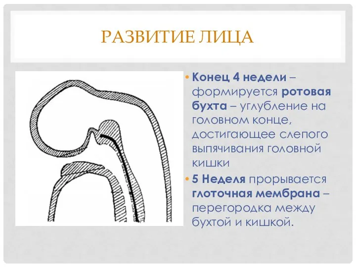 РАЗВИТИЕ ЛИЦА Конец 4 недели – формируется ротовая бухта – углубление