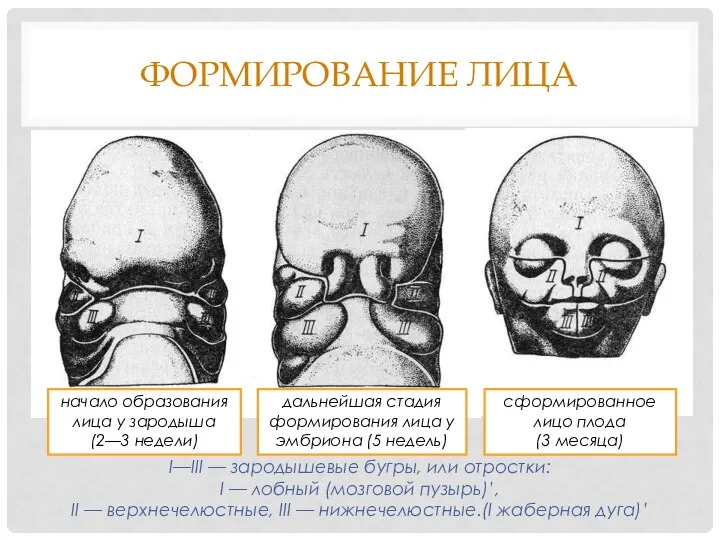 ФОРМИРОВАНИЕ ЛИЦА I—III — зародышевые бугры, или отростки: I — лобный