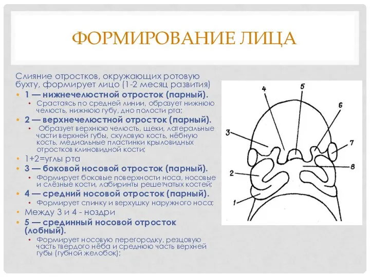 ФОРМИРОВАНИЕ ЛИЦА Слияние отростков, окружающих ротовую бухту, формирует лицо (1-2 месяц