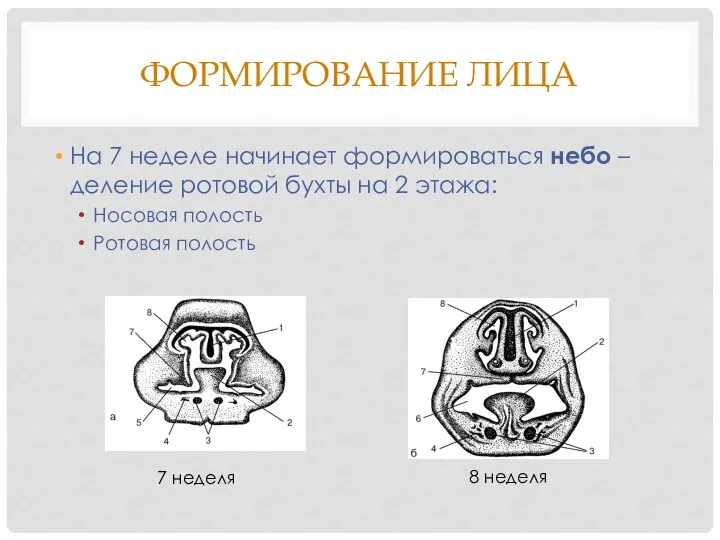 ФОРМИРОВАНИЕ ЛИЦА На 7 неделе начинает формироваться небо – деление ротовой