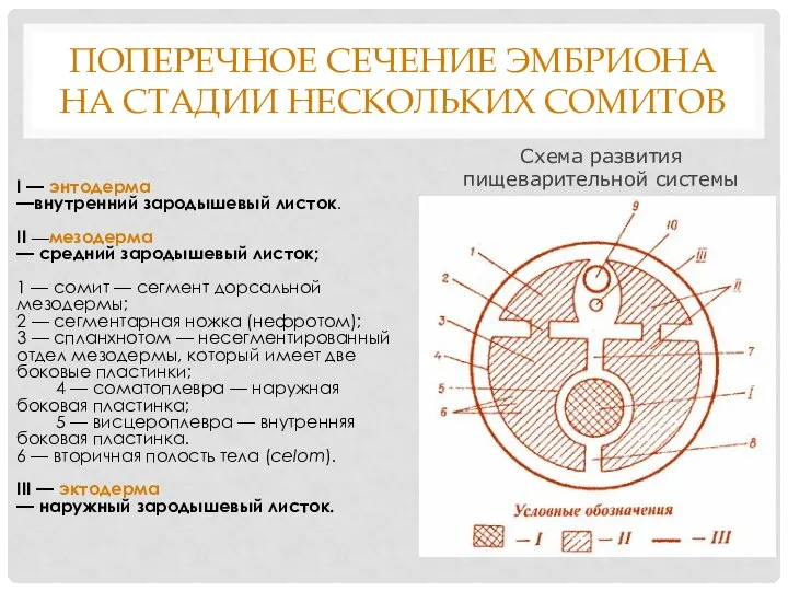 ПОПЕРЕЧНОЕ СЕЧЕНИЕ ЭМБРИОНА НА СТАДИИ НЕСКОЛЬКИХ СОМИТОВ I — энтодерма —внутренний