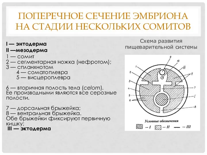 ПОПЕРЕЧНОЕ СЕЧЕНИЕ ЭМБРИОНА НА СТАДИИ НЕСКОЛЬКИХ СОМИТОВ I — энтодерма II