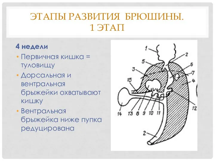 ЭТАПЫ РАЗВИТИЯ БРЮШИНЫ. 1 ЭТАП 4 недели Первичная кишка = туловищу