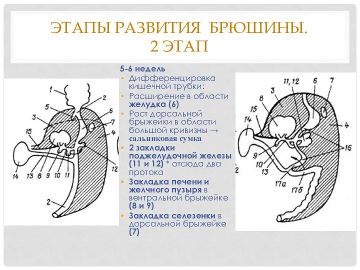 ЭТАПЫ РАЗВИТИЯ БРЮШИНЫ. 2 ЭТАП 5-6 недель Дифференцировка кишечной трубки: Расширение