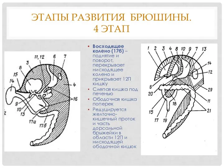 ЭТАПЫ РАЗВИТИЯ БРЮШИНЫ. 4 ЭТАП Восходящее колено (17б) – поднятие и