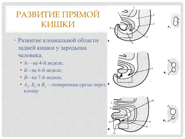 РАЗВИТИЕ ПРЯМОЙ КИШКИ Развитие клоакальной области задней кишки у зародыша человека.