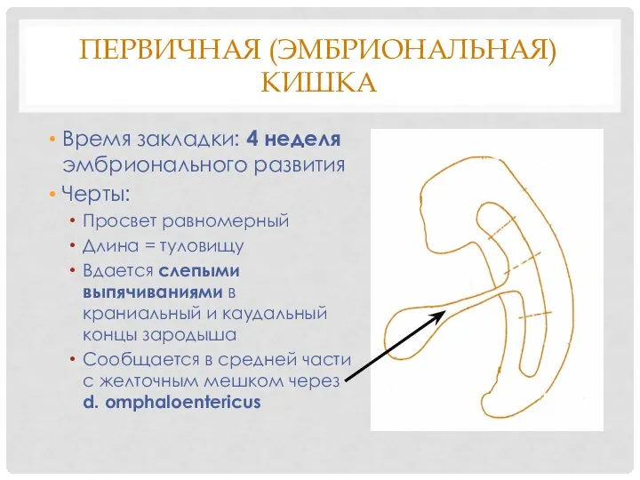 ПЕРВИЧНАЯ (ЭМБРИОНАЛЬНАЯ) КИШКА Время закладки: 4 неделя эмбрионального развития Черты: Просвет