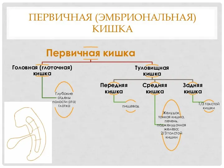 ПЕРВИЧНАЯ (ЭМБРИОНАЛЬНАЯ) КИШКА