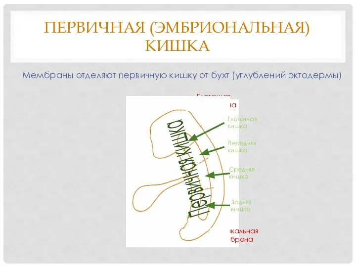 ПЕРВИЧНАЯ (ЭМБРИОНАЛЬНАЯ) КИШКА Мембраны отделяют первичную кишку от бухт (углублений эктодермы)