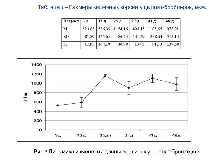 Рис.3 Динамика изменения длины ворсинок у цыплят бройлеров Таблица 1 –