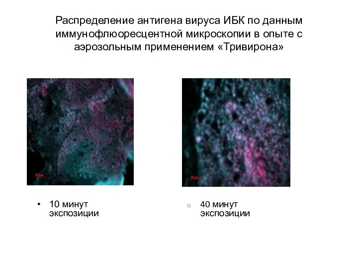 Распределение антигена вируса ИБК по данным иммунофлюоресцентной микроскопии в опыте с