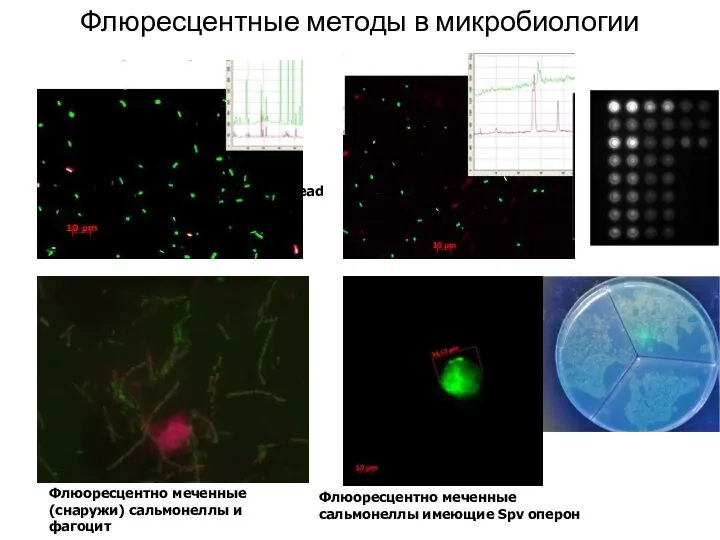Флюресцентные методы в микробиологии Флюоресцентно меченные сальмонеллы имеющие Spv оперон Флюоресцентно