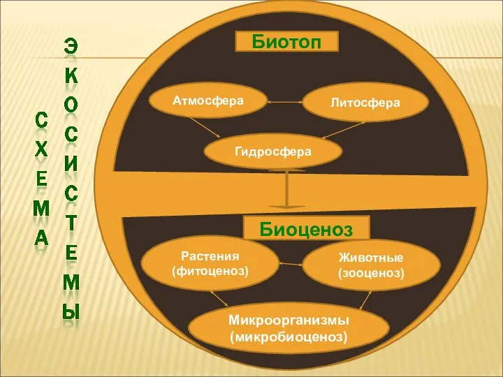 Гидросфера Атмосфера Литосфера Животные (зооценоз) Растения (фитоценоз) Микроорганизмы (микробиоценоз) Биотоп Биоценоз