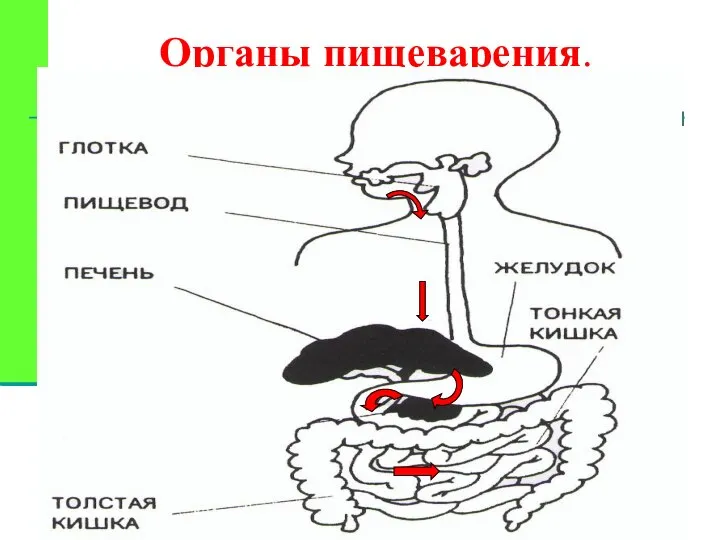 Органы пищеварения.