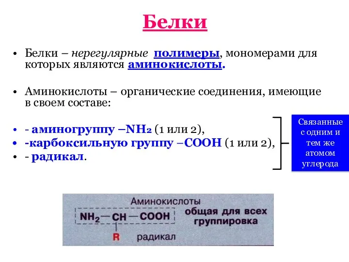 Белки Белки – нерегулярные полимеры, мономерами для которых являются аминокислоты. Аминокислоты