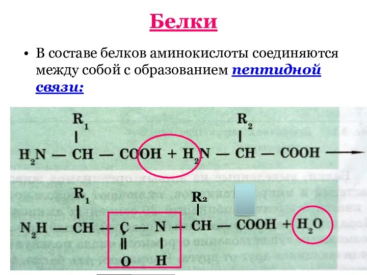 Белки В составе белков аминокислоты соединяются между собой с образованием пептидной связи: R2