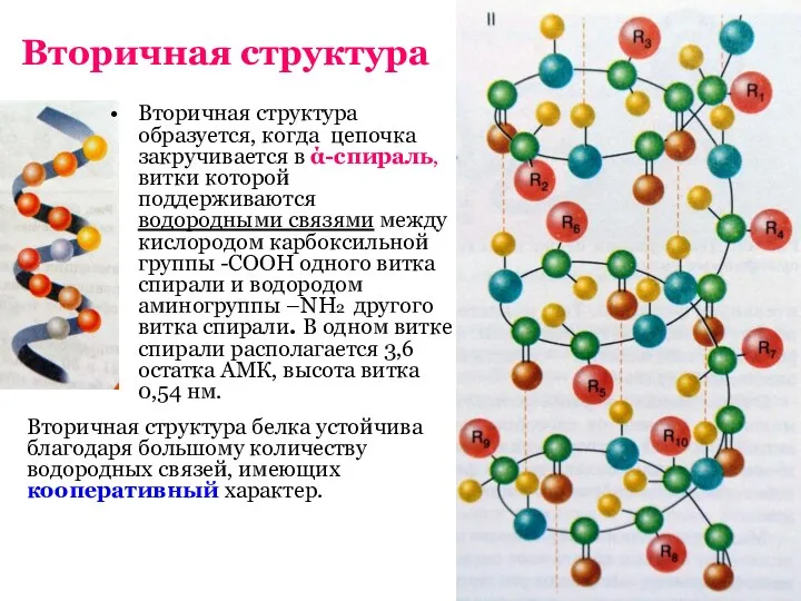 Вторичная структура Вторичная структура образуется, когда цепочка закручивается в ά-спираль, витки