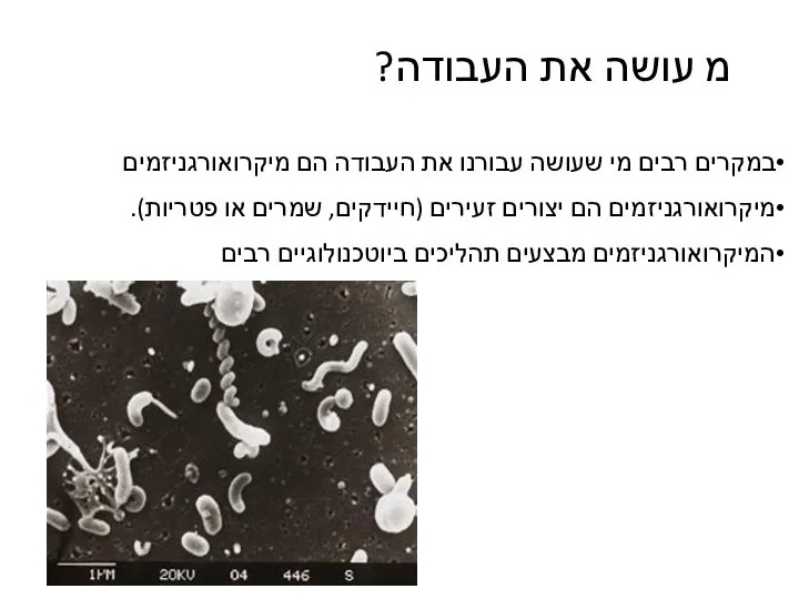 במקרים רבים מי שעושה עבורנו את העבודה הם מיקרואורגניזמים מיקרואורגניזמים הם