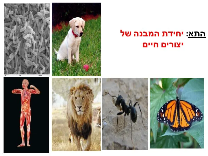 התא: יחידת המבנה של יצורים חיים