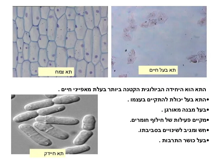 התא הוא היחידה הביולוגית הקטנה ביותר בעלת מאפייני חיים . התא