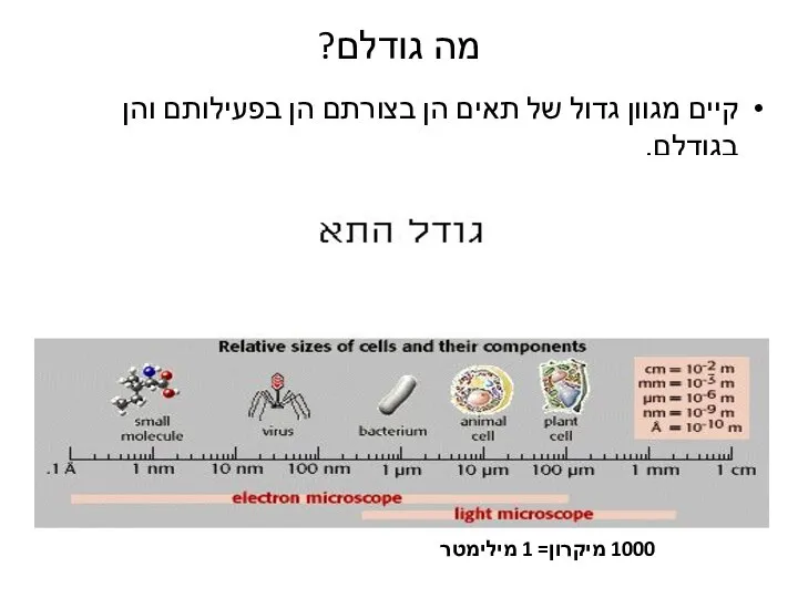 מה גודלם? קיים מגוון גדול של תאים הן בצורתם הן בפעילותם