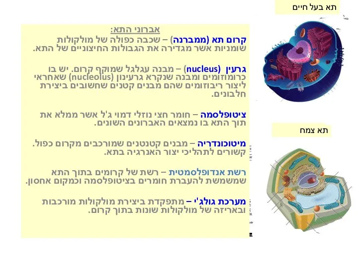 אברוני התא: קרום תא (ממברנה) – שכבה כפולה של מולקולות שומניות