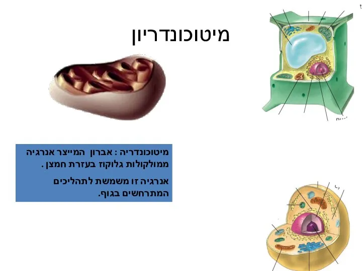 מיטוכונדריון מיטוכונדריה : אברון המייצר אנרגיה ממולקולות גלוקוז בעזרת חמצן .