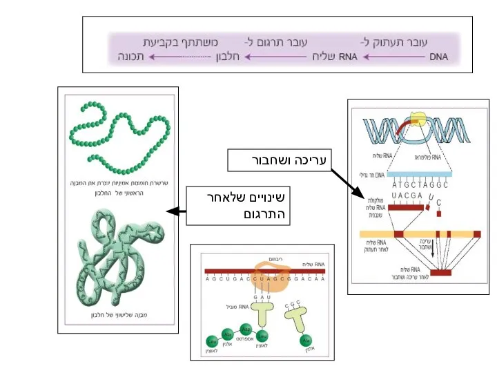 שינויים שלאחר התרגום עריכה ושחבור