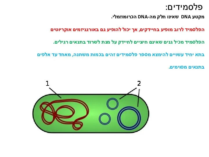 מקטע DNA שאינו חלק מה-DNA הכרומוזמלי. הפלסמיד לרוב מופיע בחיידקים, אך