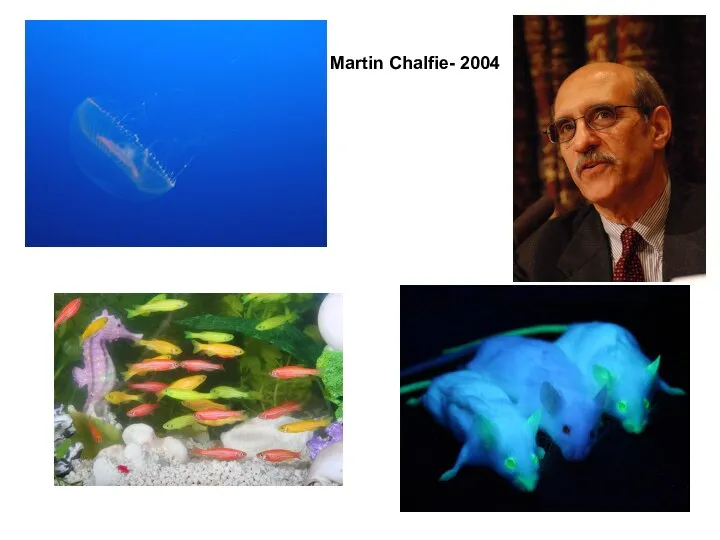 Martin Chalfie- 2004